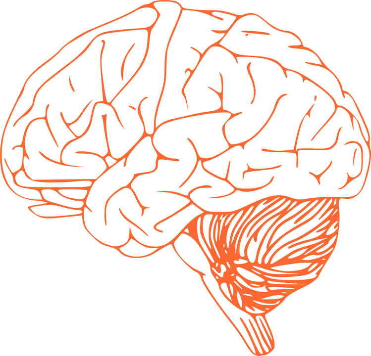 spinal cord brain